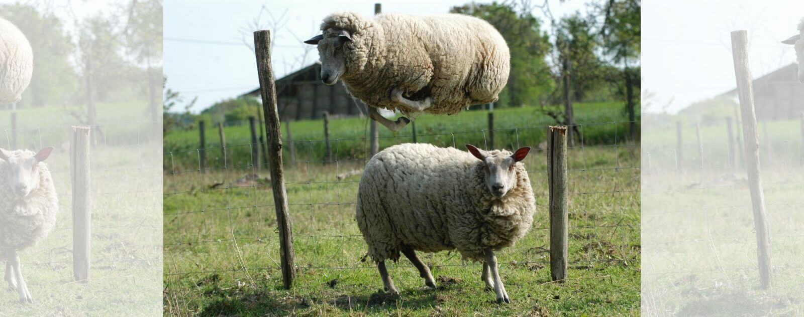 Leap Sheep