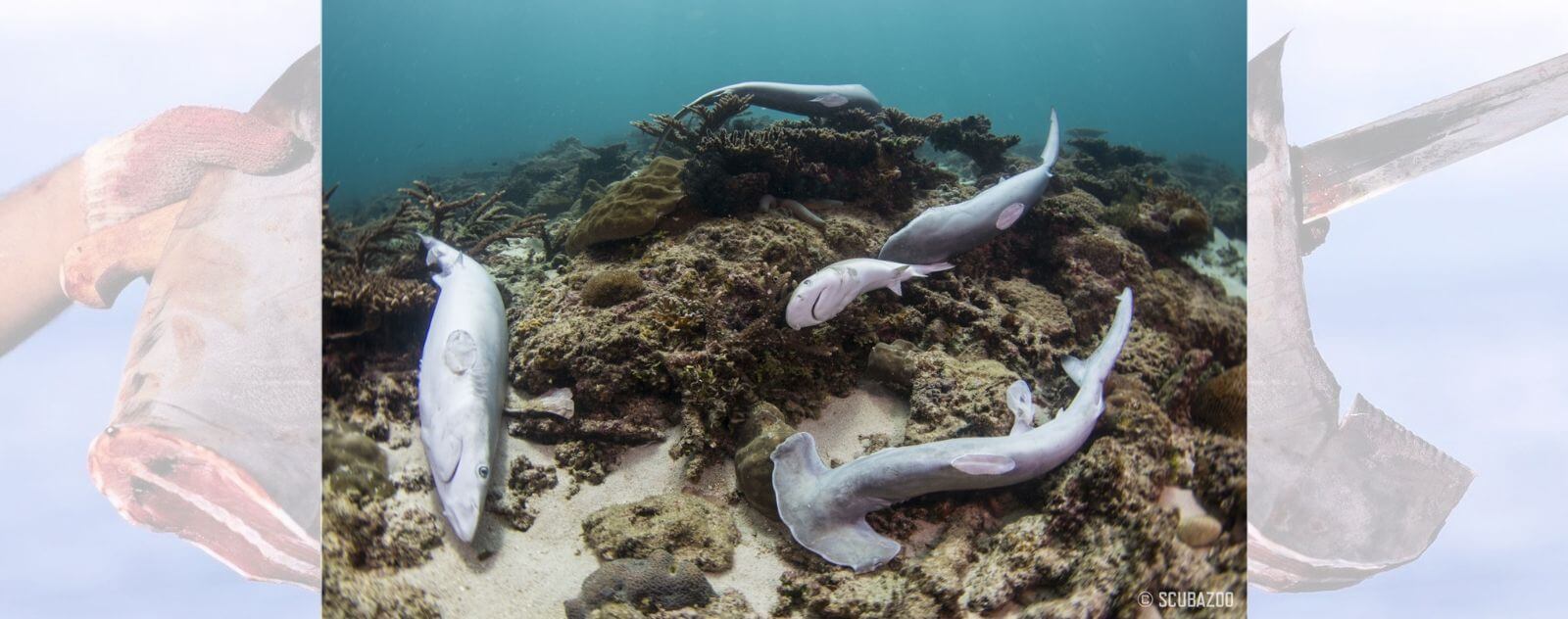 Shark Finning Aileron de Requin Coupé