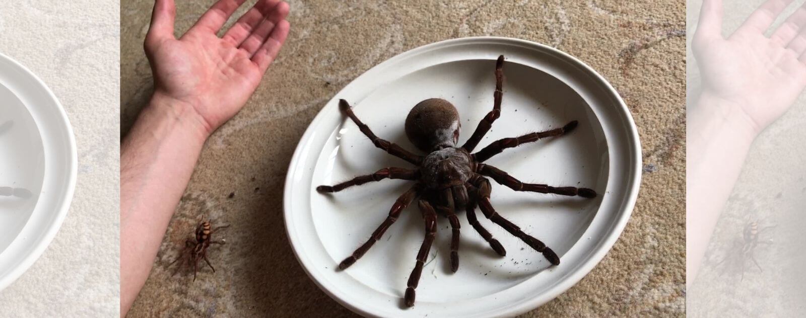 Tarántula gigante Goliat, la araña más grande del mundo junto a una mano humana