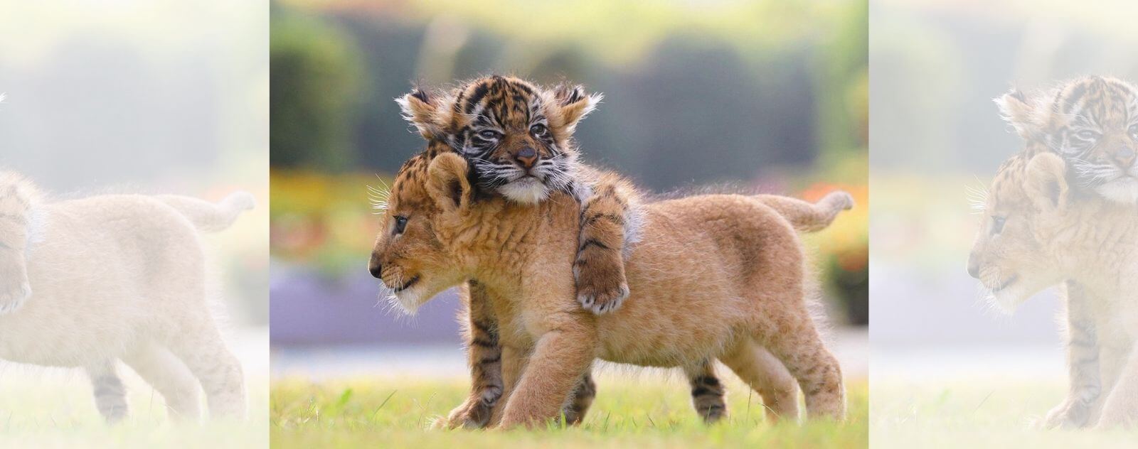Tigre sobre un cachorro de león (león y tigre)
