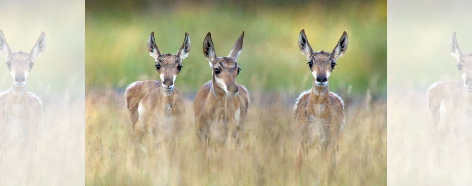 Trois Bébés Faons Antilopes d'Amérique dans les Prairies avec de l'Herbe Haute