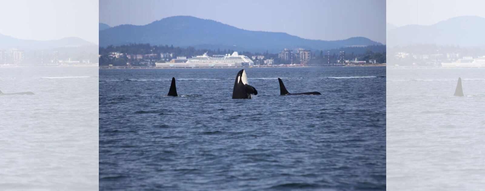 Tres Orcas en el Océano Frente a un Barco y una Playa al Lado de un Pueblo