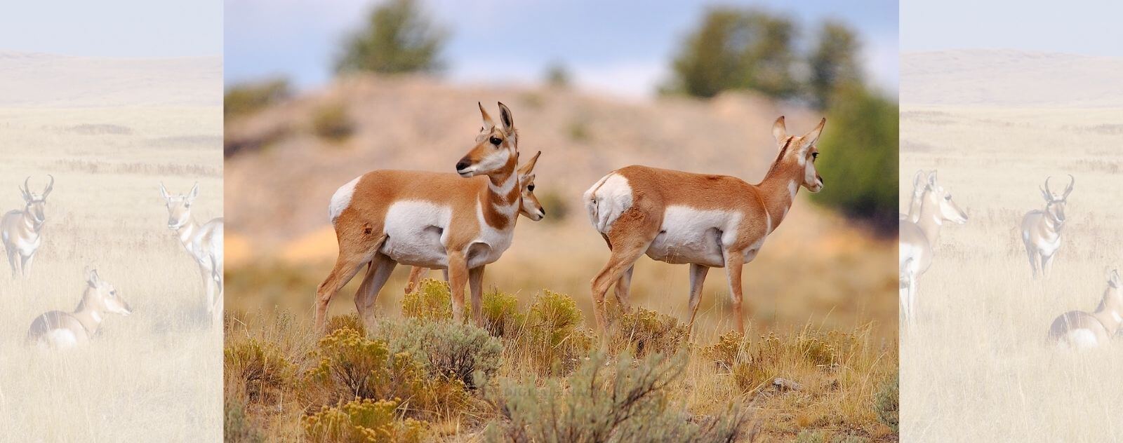 Troupeau d'Antilopes d'Amérique dans les Plaines Sèches, Jaunes et Montagneuses
