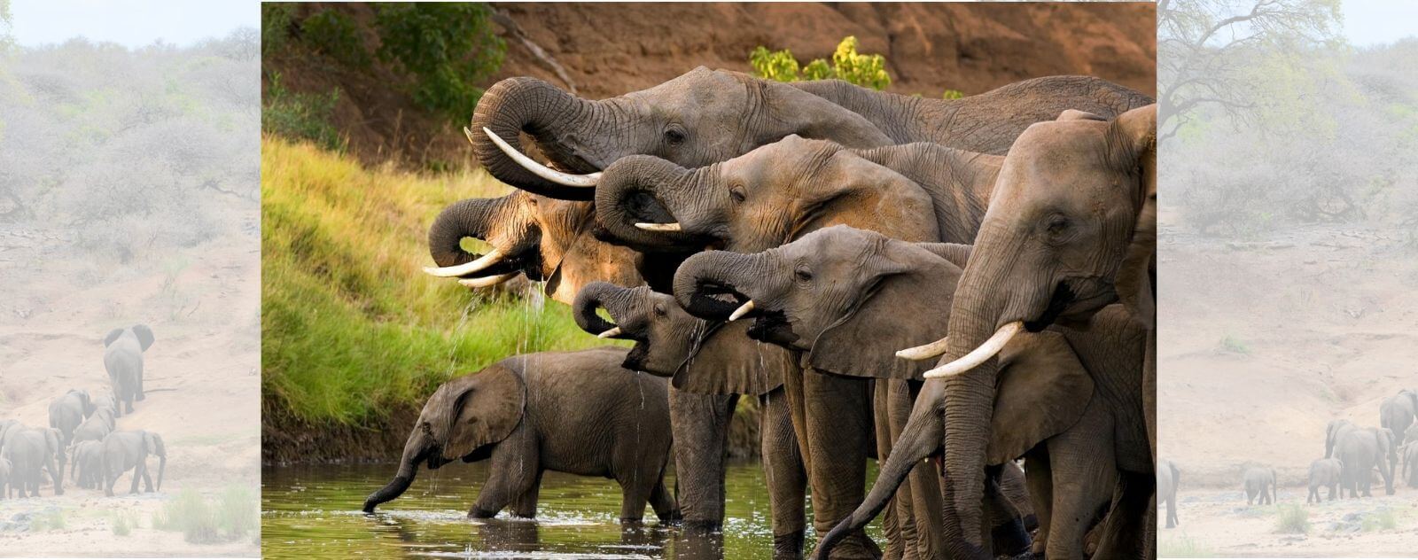 Herd of Elephants