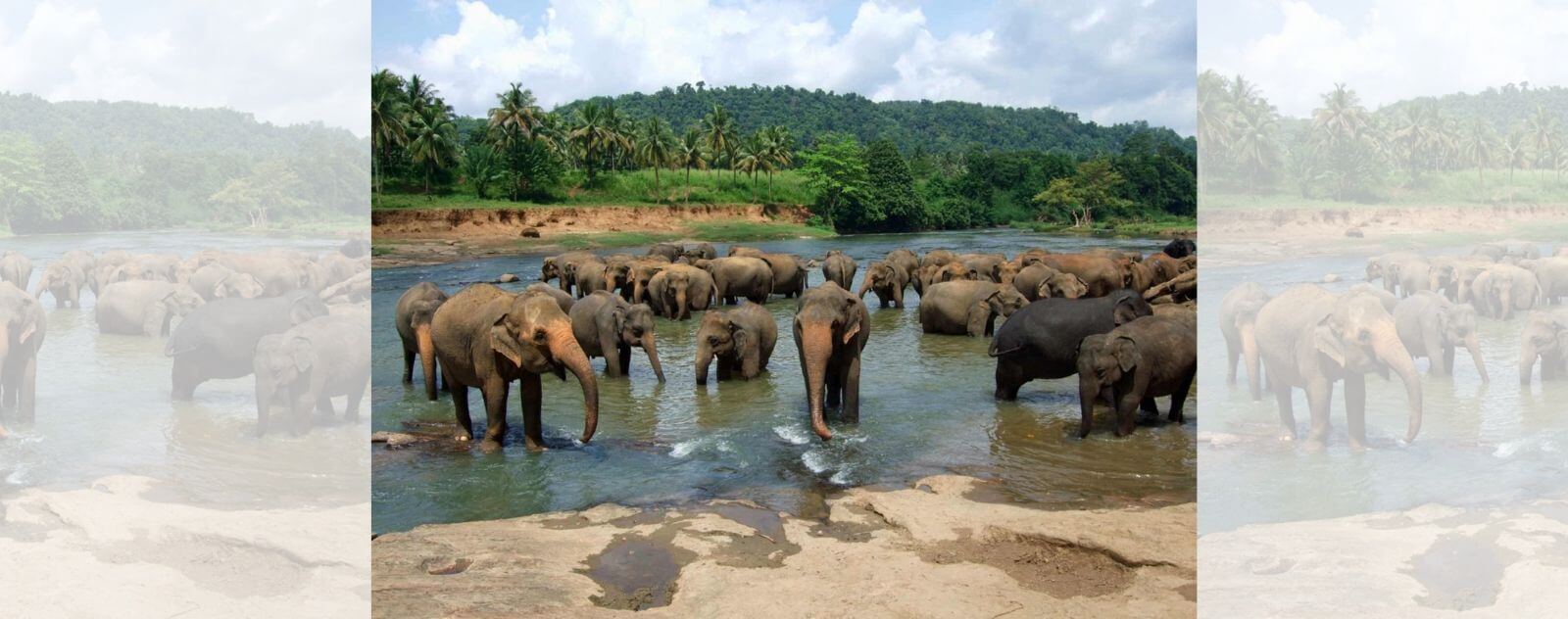 Herd of Elephants Drinking Water in a River