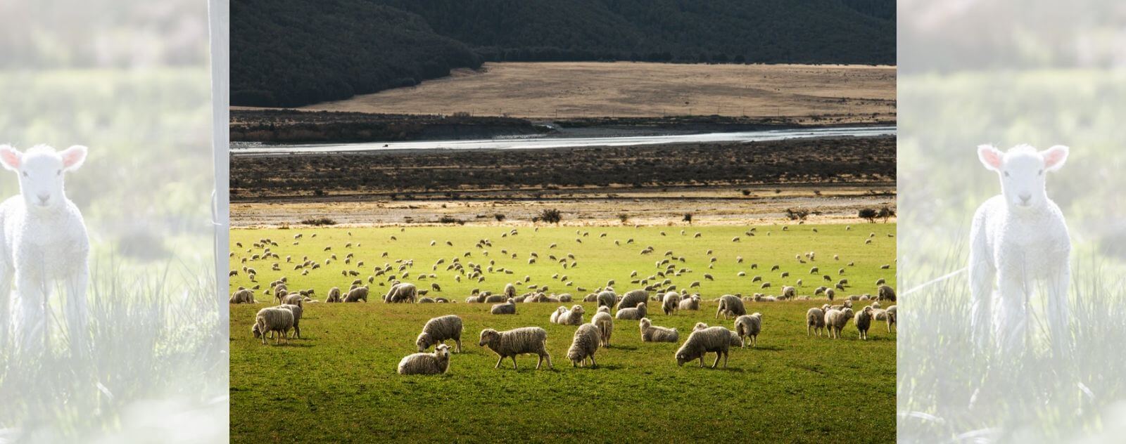 Rebaño de ovejas con un cordero en el pasto