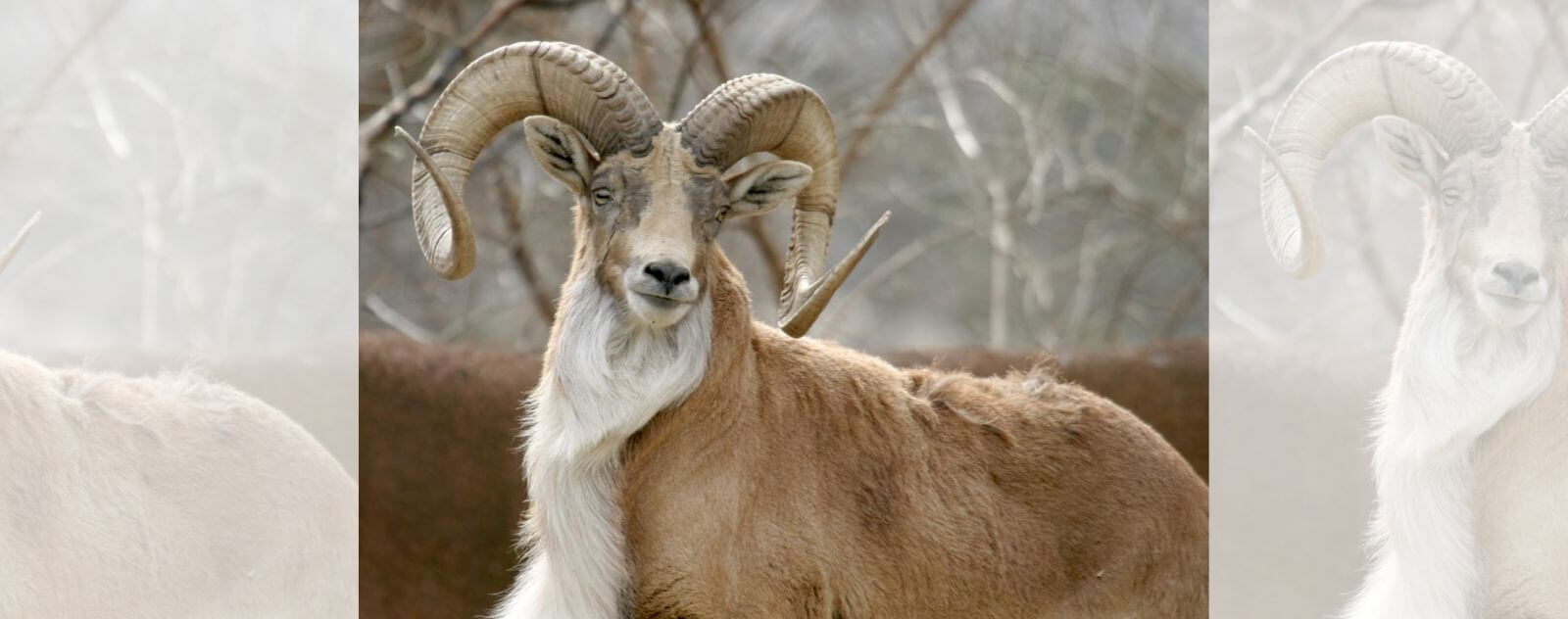 Urial