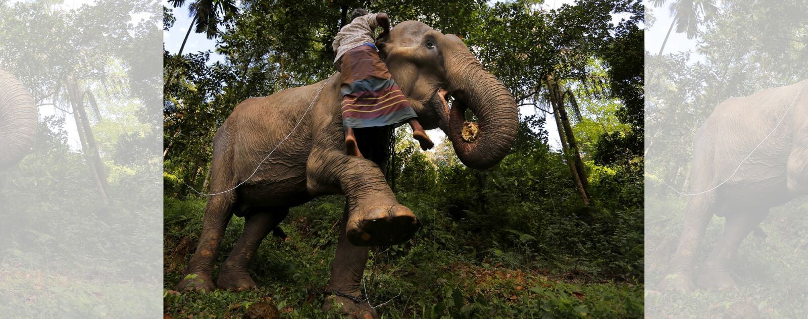 Uso humano de elefantes