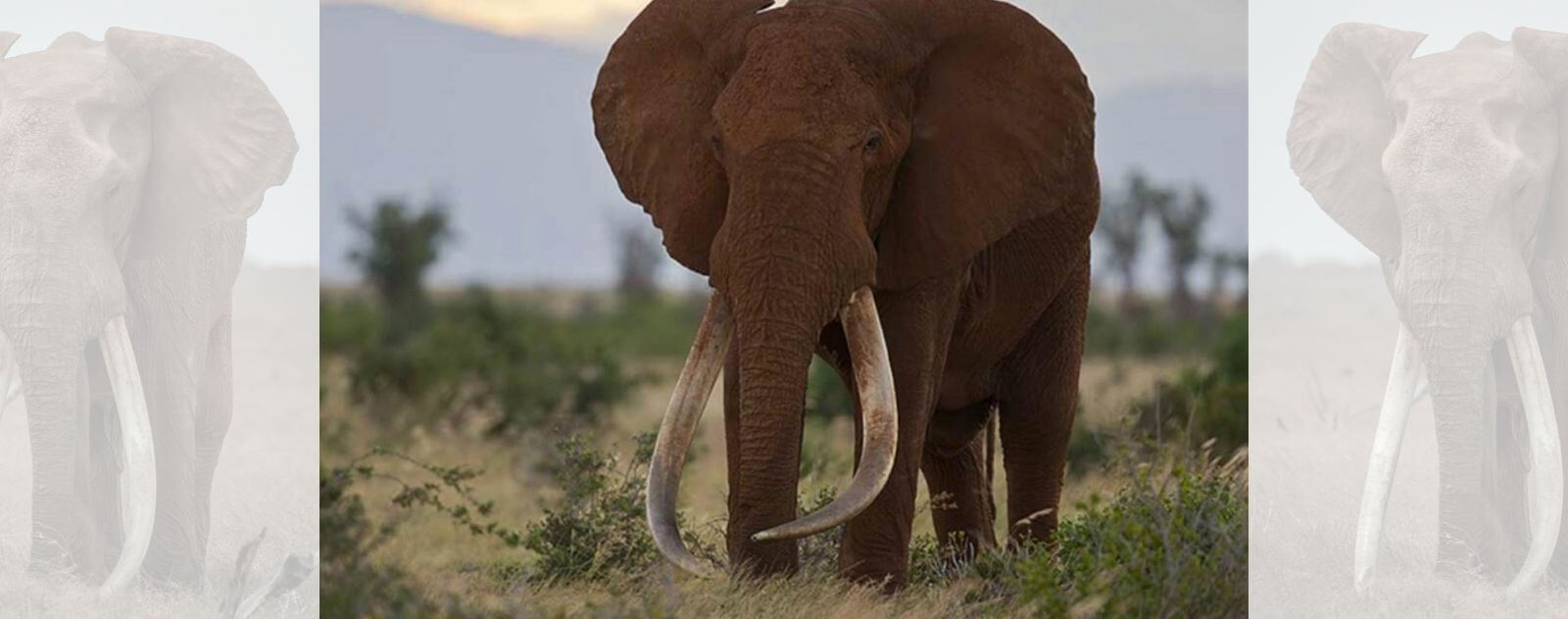 Viejo elefante con grandes colmillos