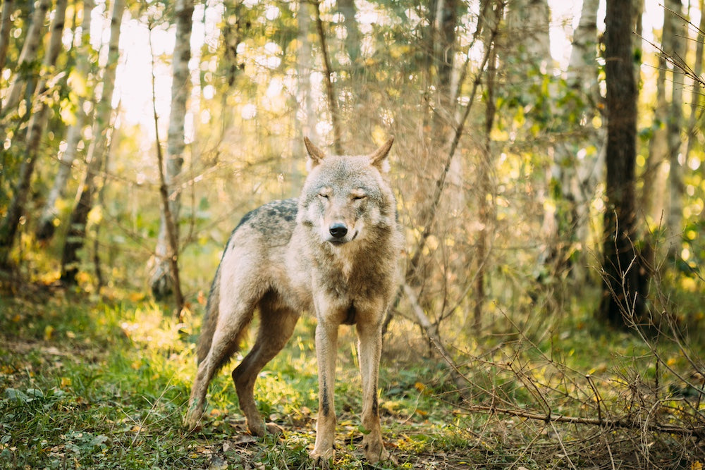 Lobo gris en el bosque