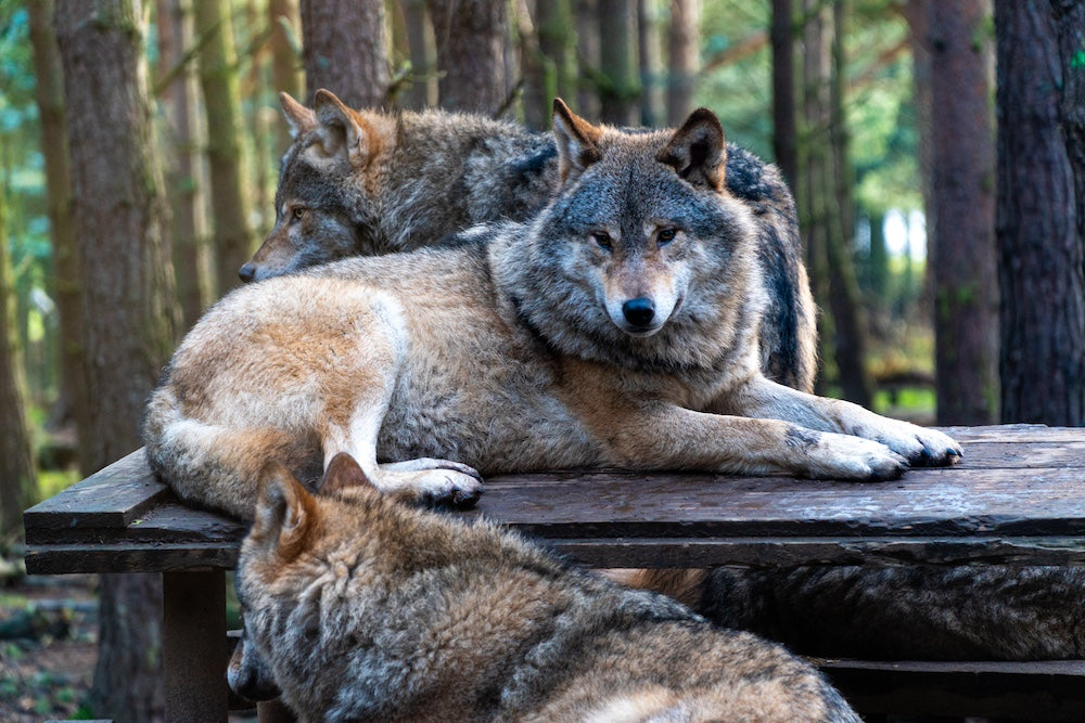 Meute de loups