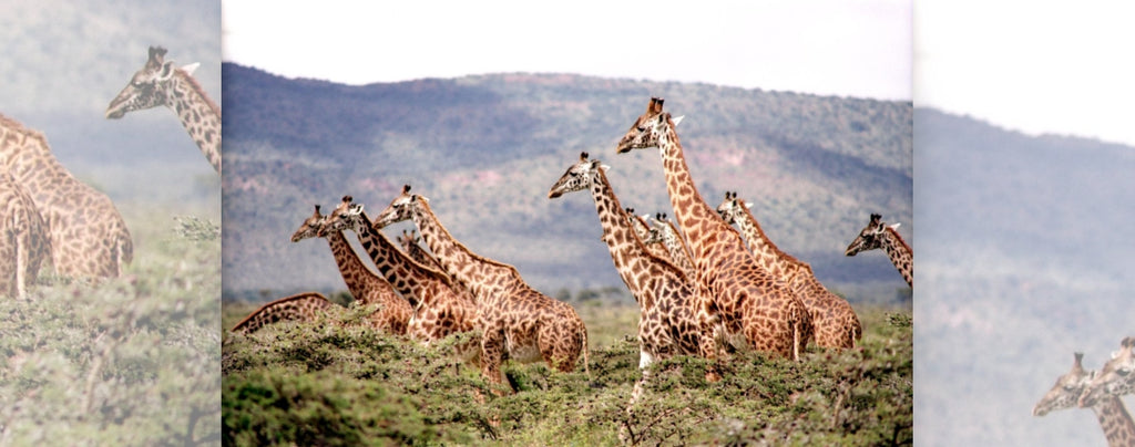 troupeau de girafe à l'état sauvage