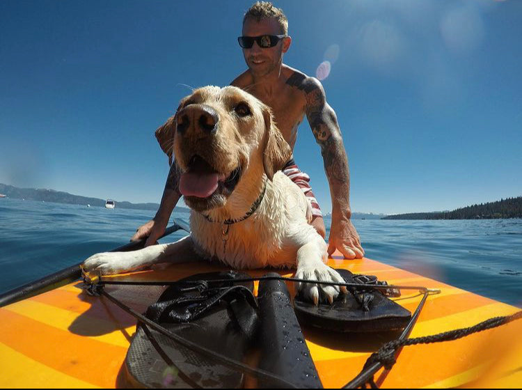 dog on a paddle board