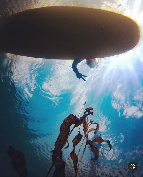 paddle board near kelp