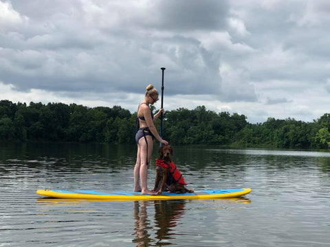 dog on a stand up paddle board