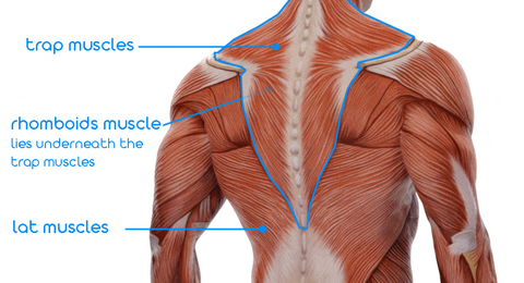 back muscles for paddle boarding