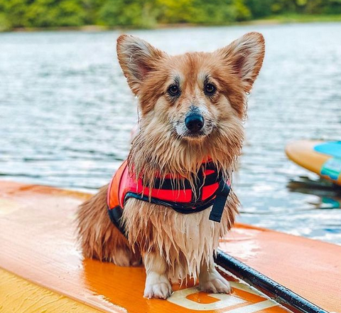 Cute Corgi on a Glide Paddle Board, Glide Paddle Boards and iSUPs are dog approved and are great for where ever you want to SUP in Georgia