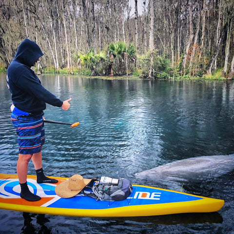 paddle board above a manatee