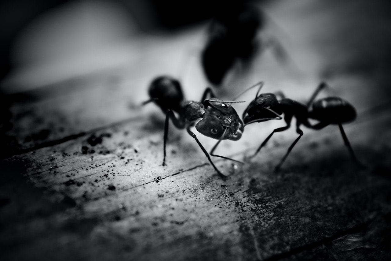 Ants in Dream | Broch Paradise