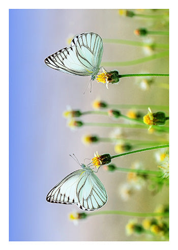 Anniversary Card Featuring Butterflies