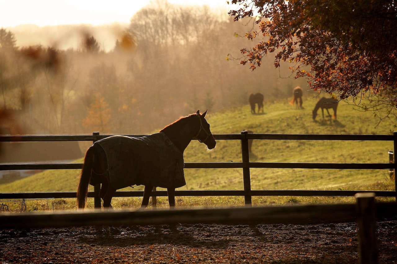 Glossary of Horse Riding Terms for Beginners