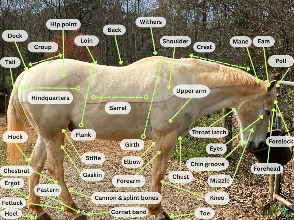 Horse anatomy diagram 