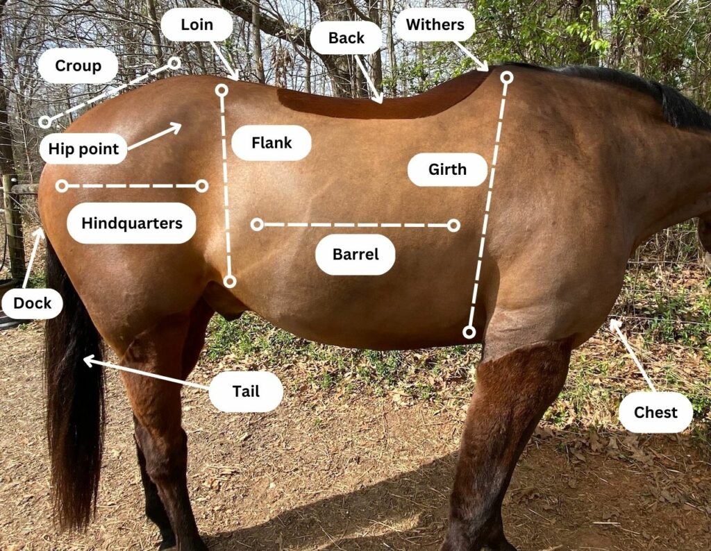 diagram of horses body with labels naming parts