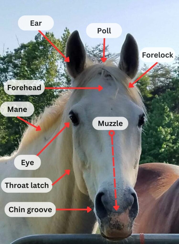diagram labeling parts of a horse's head
