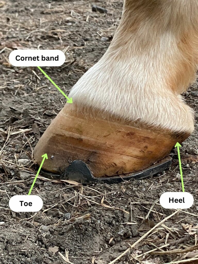 diagram of horse hoof with parts labelled