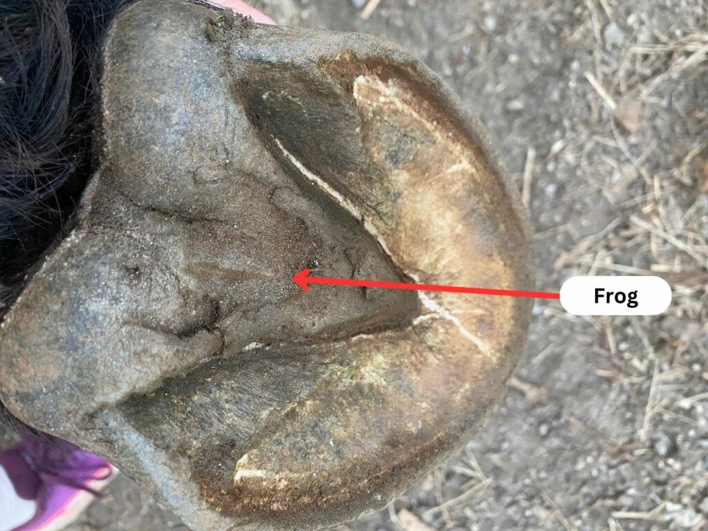 picture of horse hoof frog
