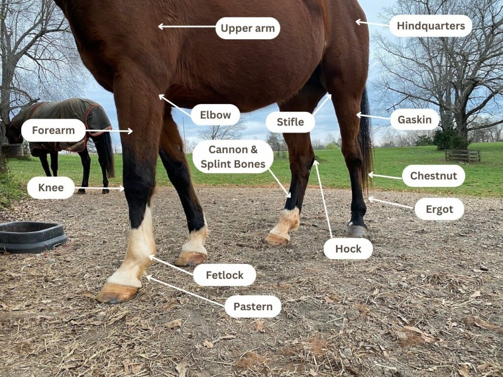 Anatomical Terms for Equine (Horse) Diagram