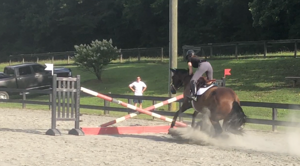 Bay horse refusing jump