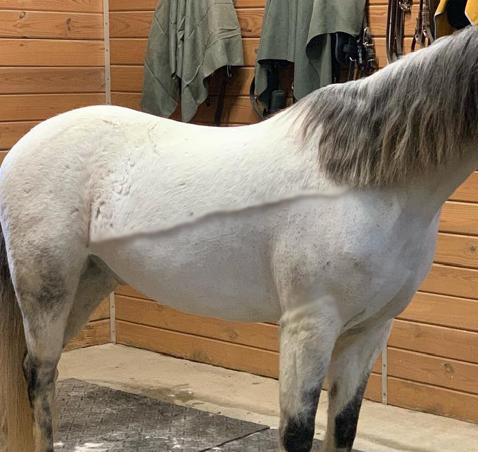 Download What You Need To Know About Body Clipping Your Horse ...