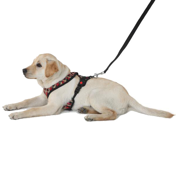 benefits of wearing harness and leash for dogs