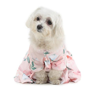 dog wearing pink dress