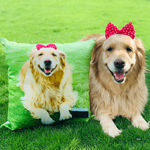 cushions for dogs