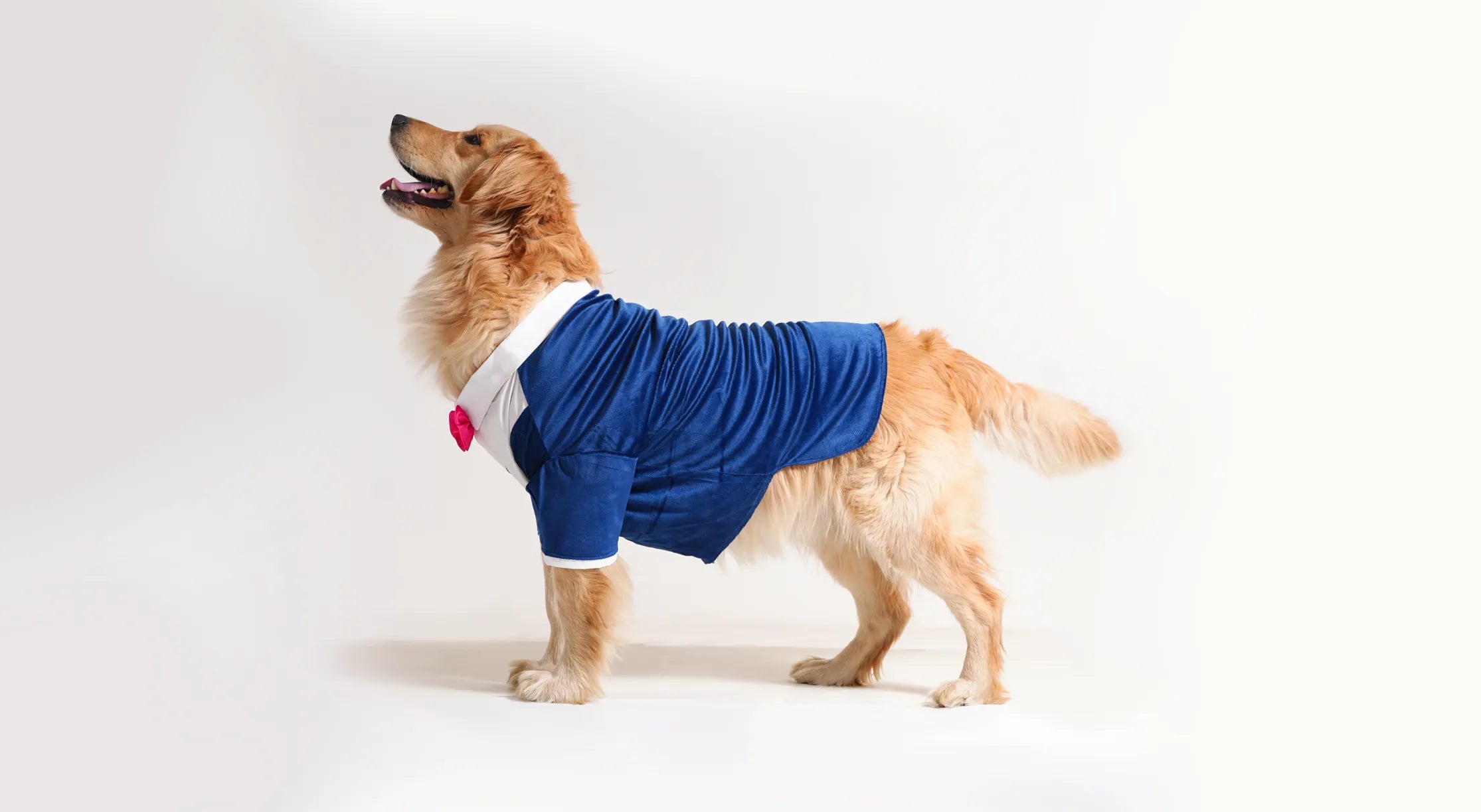 Dresses For Dogs | Dog Clothing | Dog Accessories | Barks and Wags ...