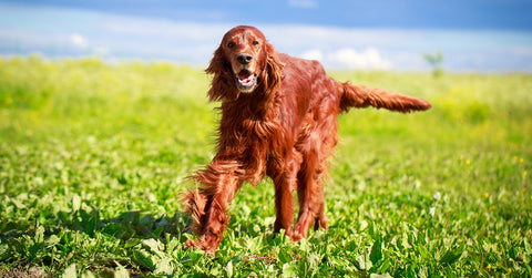 Irish Setter