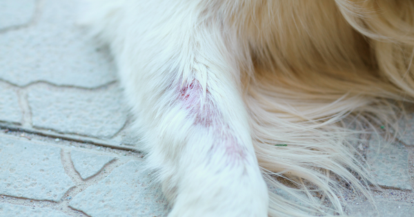 hotspots on dogs front leg