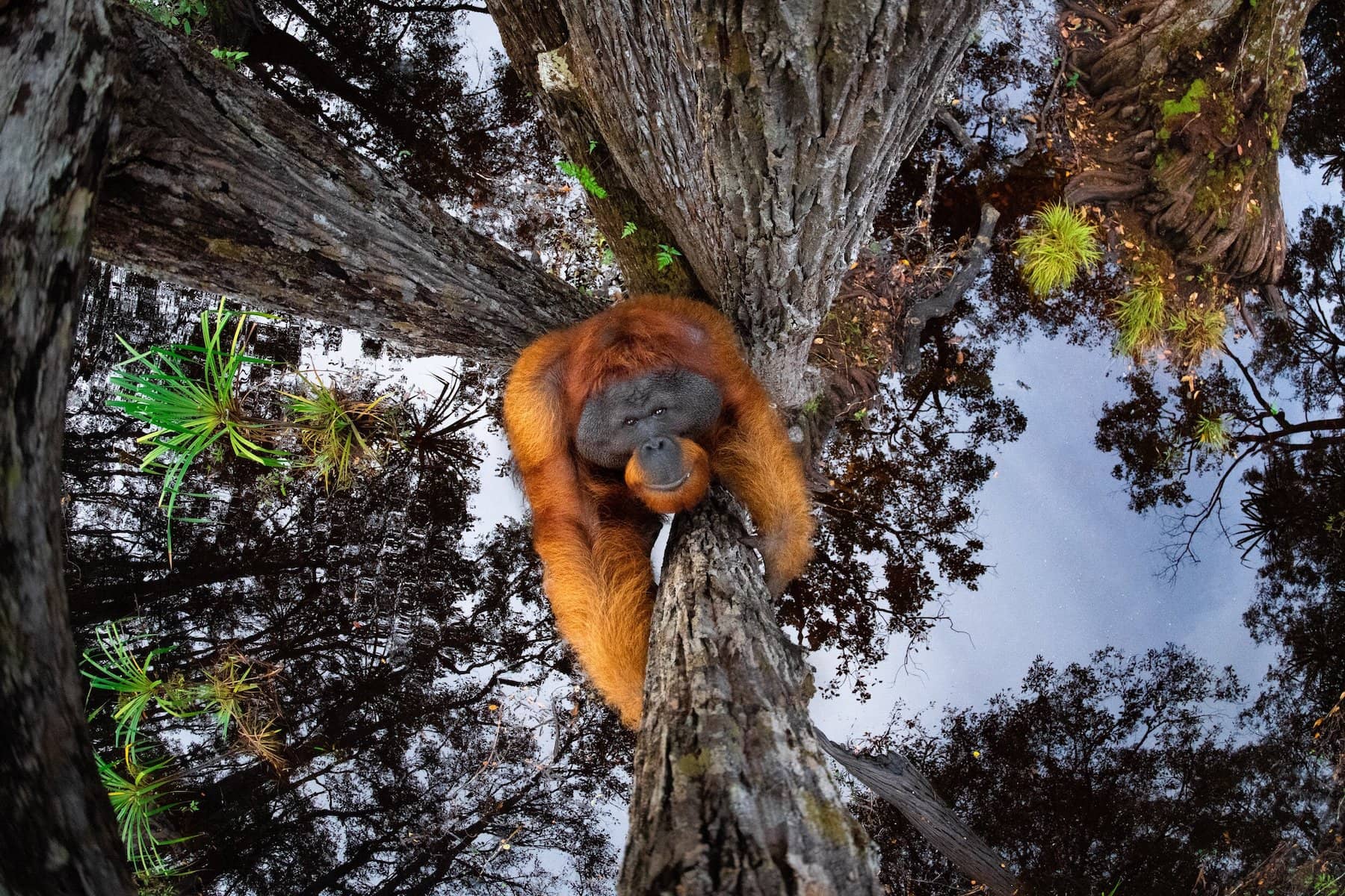 Best Camera for Wildlife Photography - Monkey Climbing Up