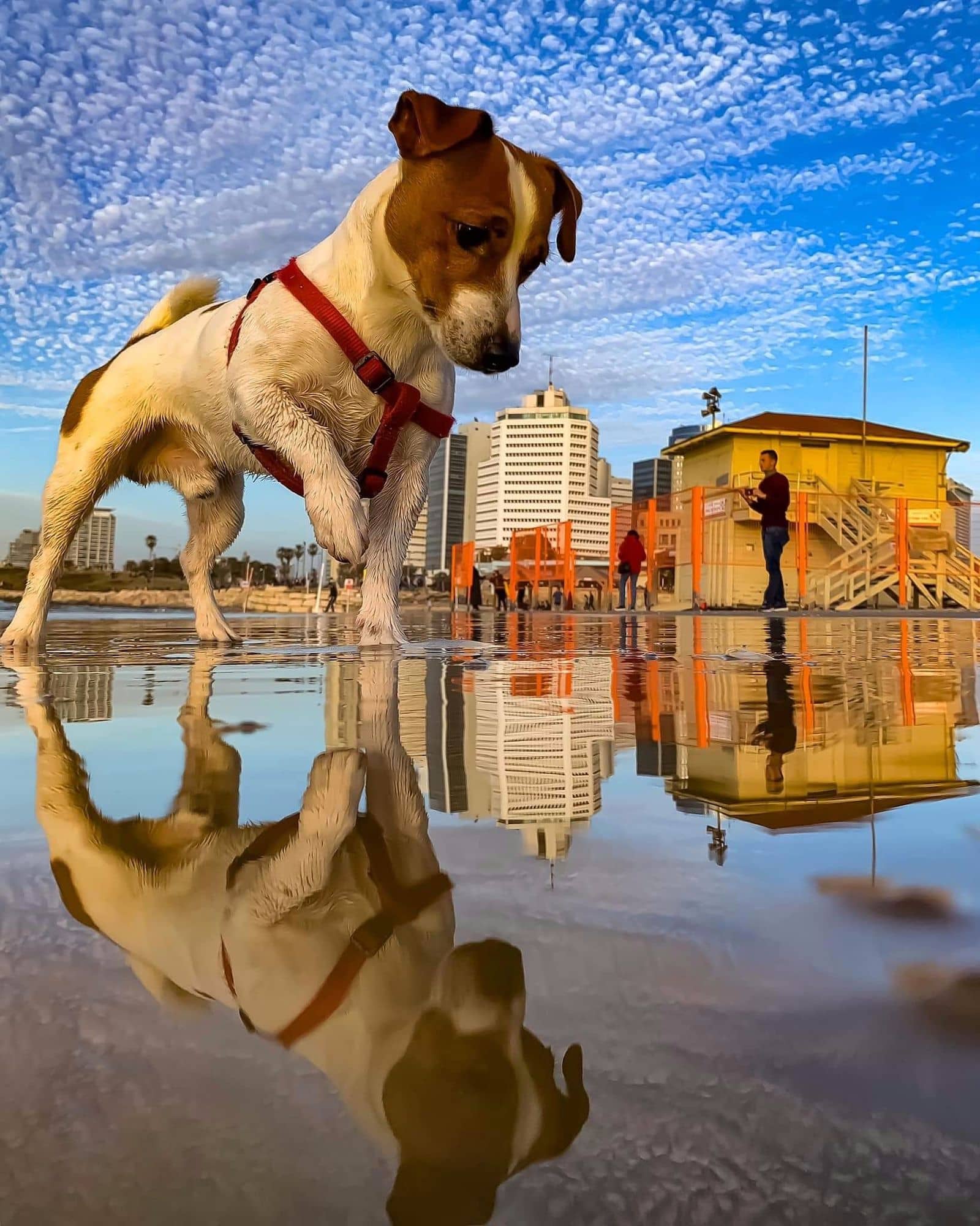 Best Forced Perspective Photography Examples for Photographers — Dog Reflection — Sunny 16