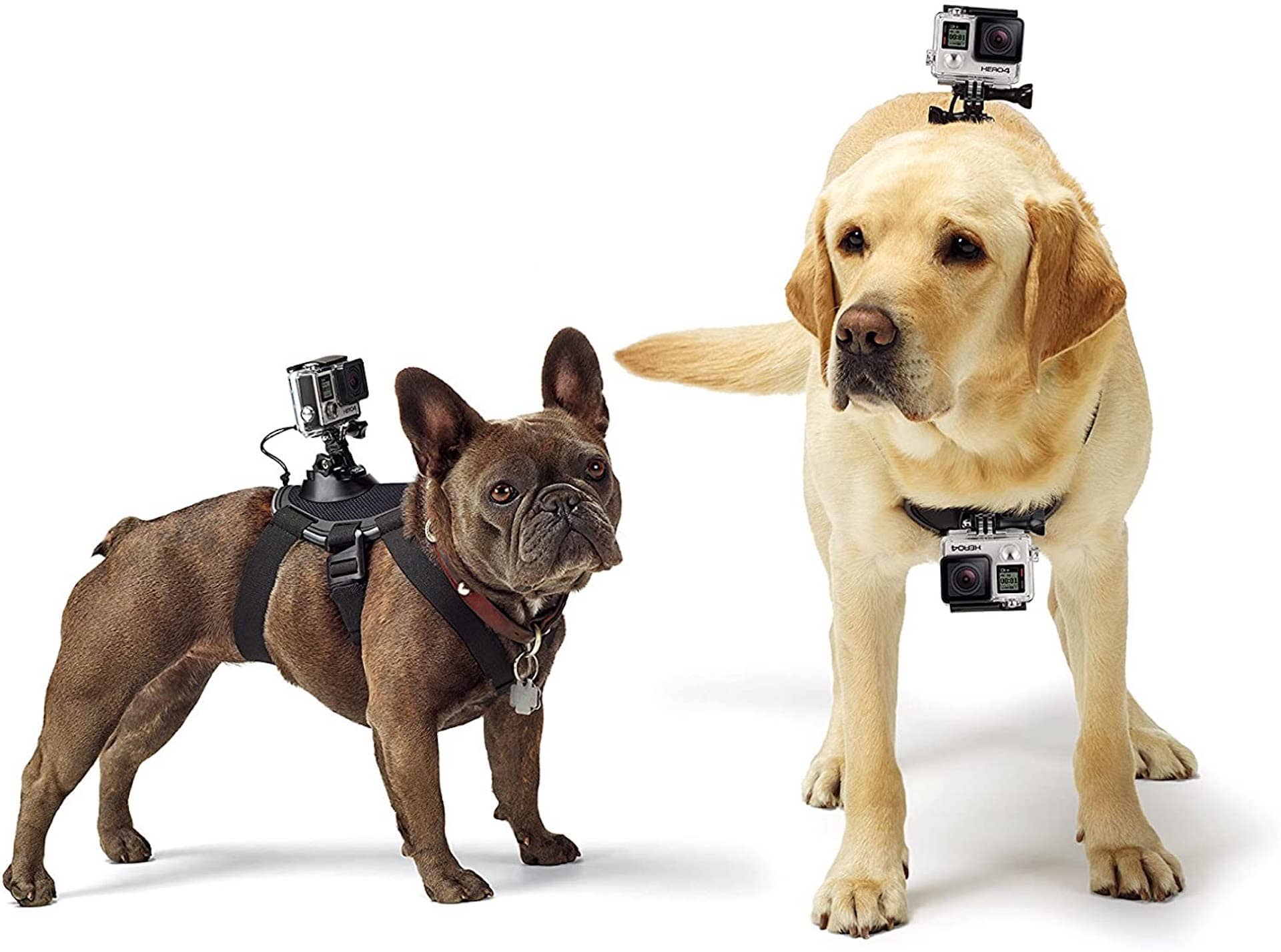 Best Photo Gifts for Photographers - Ideas Photographer Lovers - Gopro Mount Dog