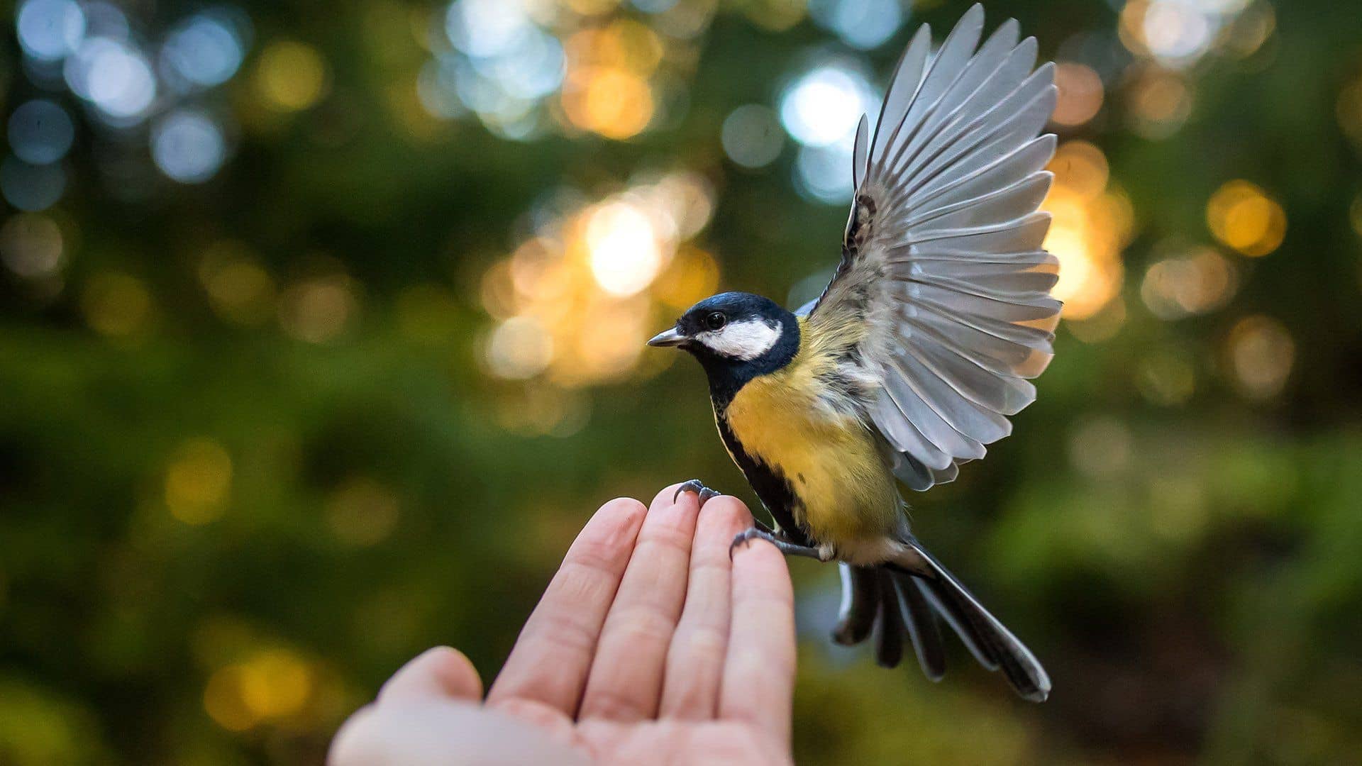 Bird Photography Tips for Beginners — Closeup — Sunny 16
