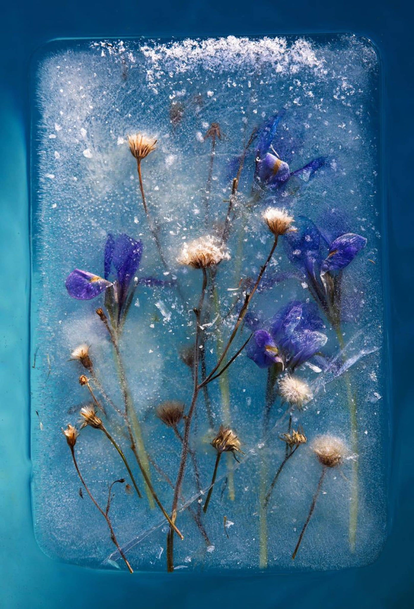 Flower in Ice Creative Photography Ideas — Cool Photo Idea — Sunny 16
