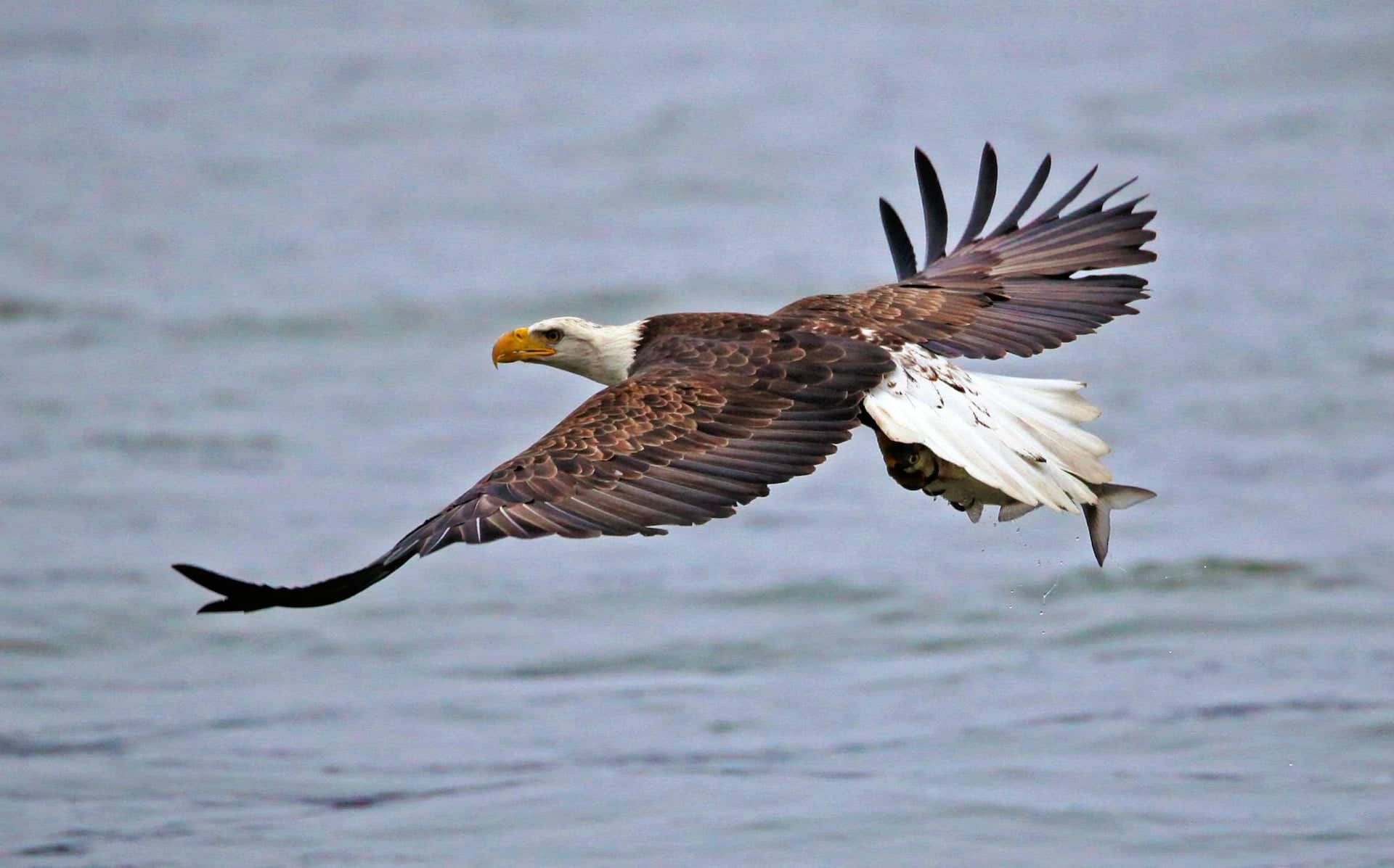 Nature Photography Bird Tips for Beginners — Eagle Telephoto Lens — Sunny 16