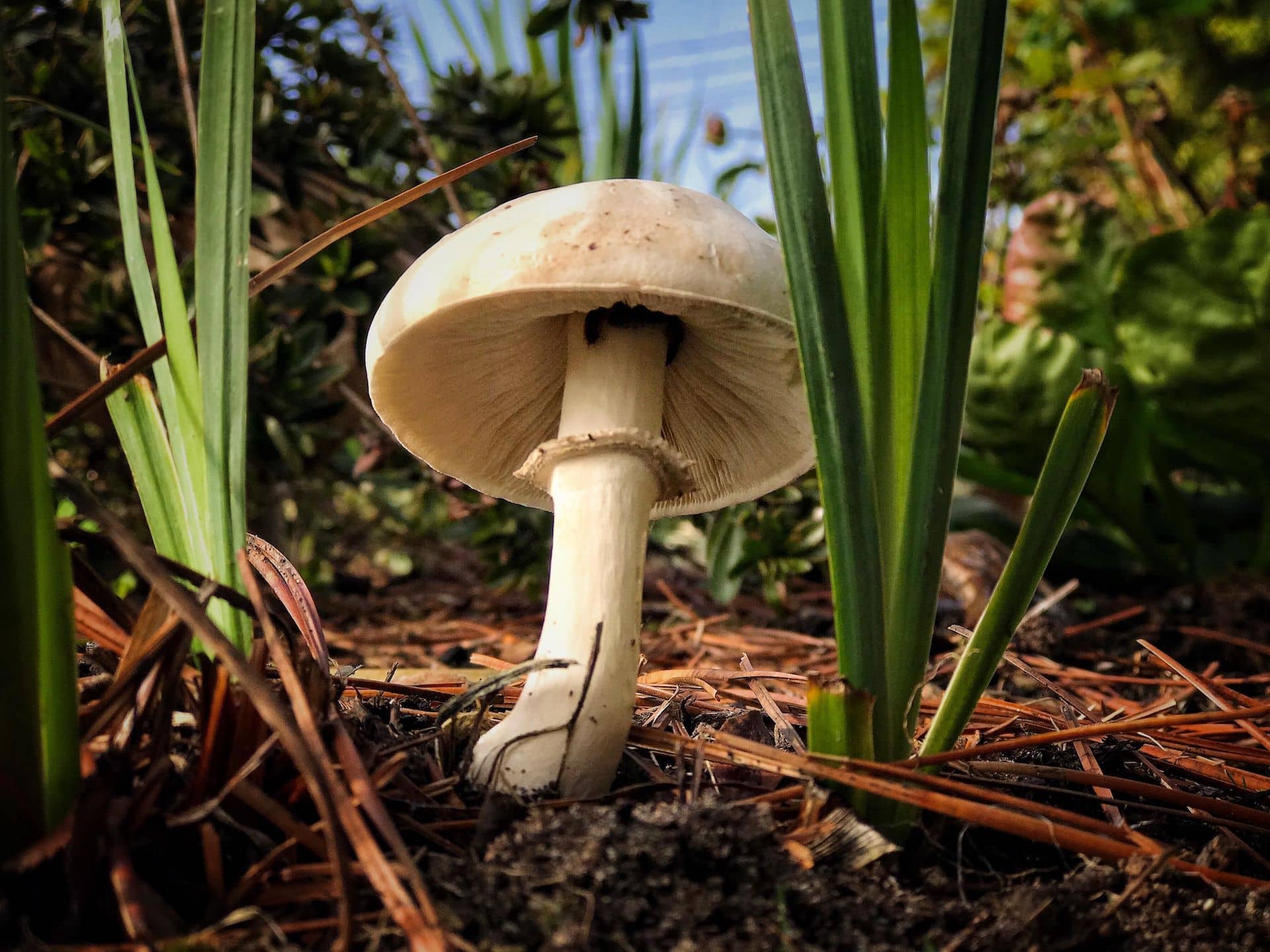 Photography Composition Techniques — Mushroom — Sunny 16