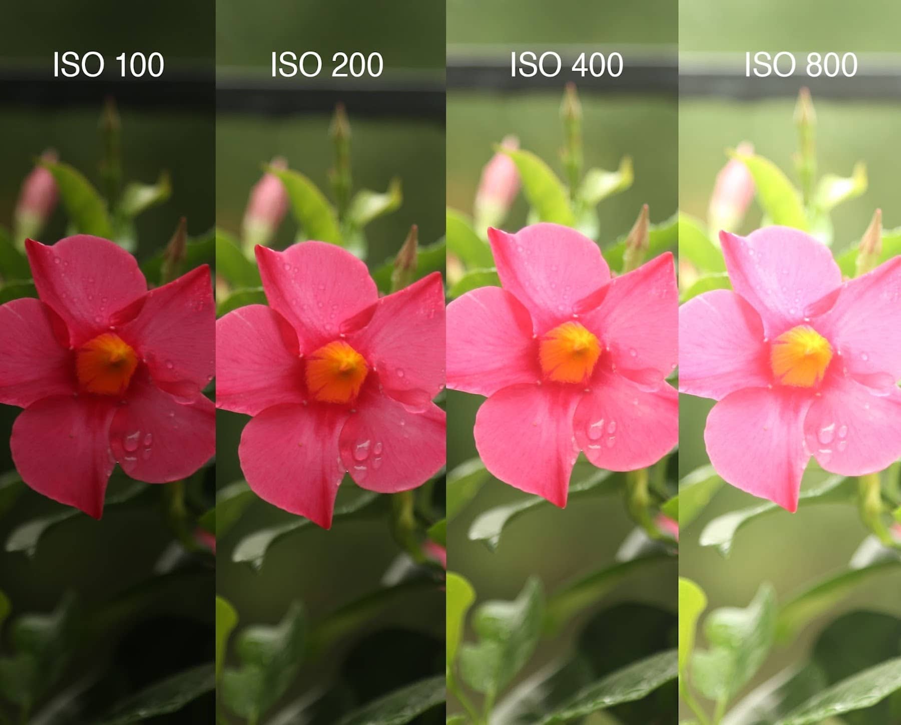 What Does ISO Stand for in Photography - Examples and Definition
