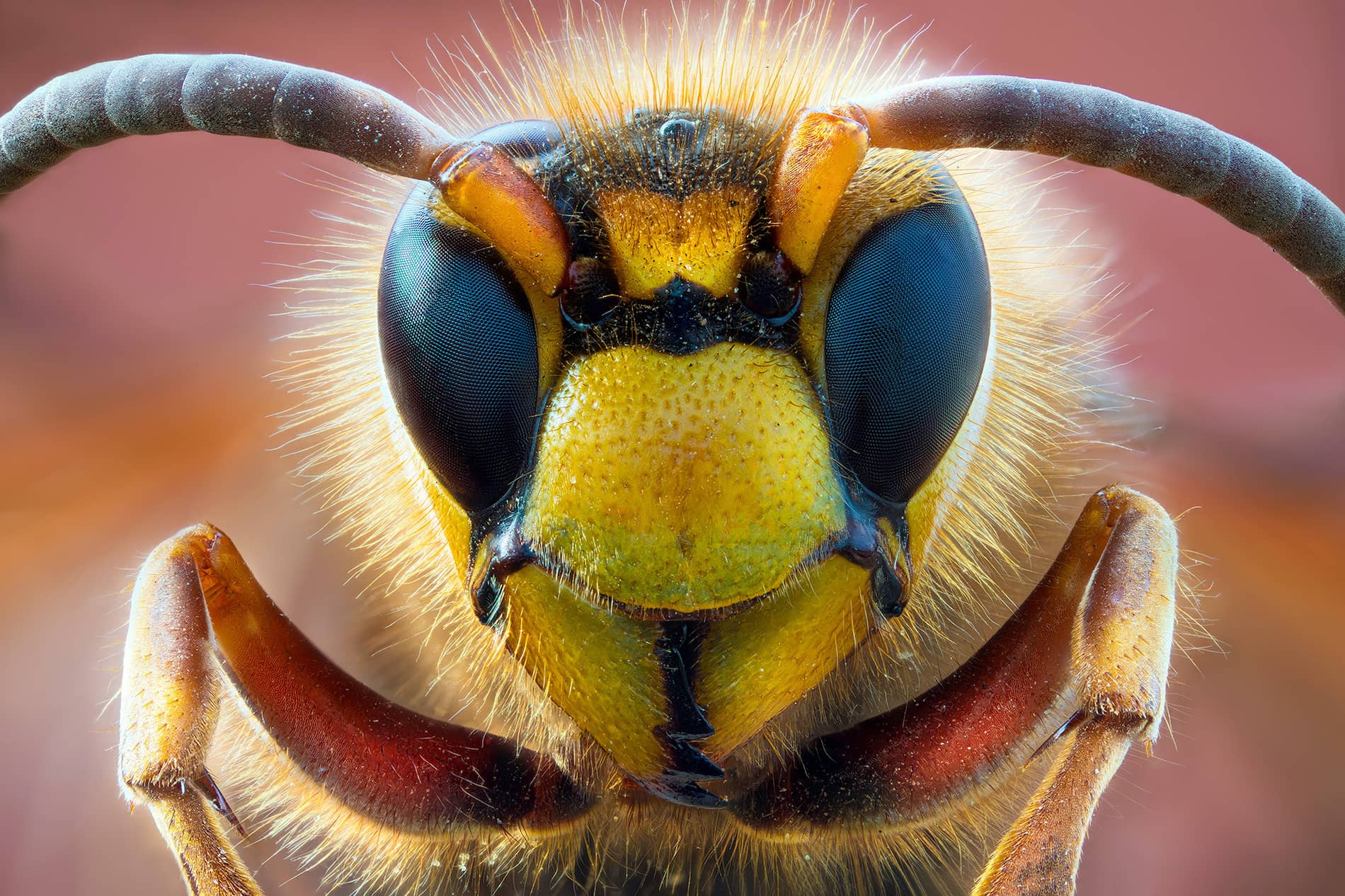 What is Macro Photography - Closeup of Hornet