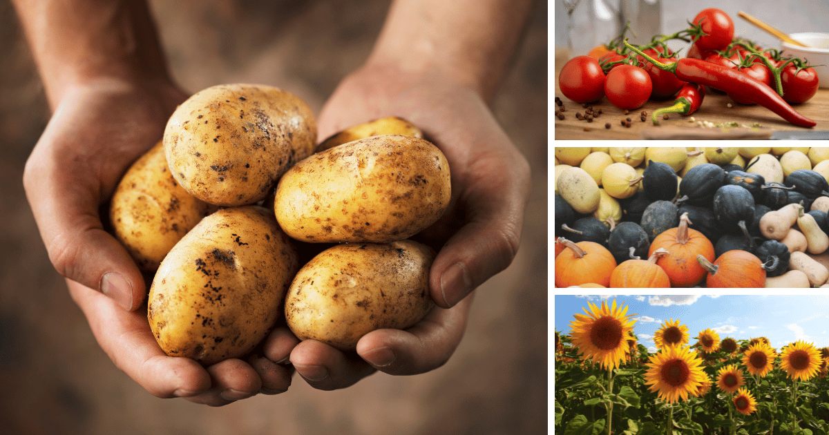 A collage of four images featuring potatoes, tomatoes and peppers, pumpkins and squash, and sunflowers, highlighting incompatible plant pairings to avoid in the garden due to their shared susceptibility to pests and diseases, as well as competition for resources.