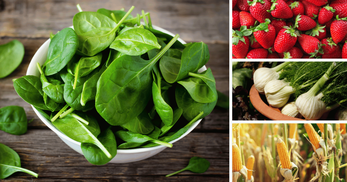 A collage of four images featuring spinach, strawberries, fennel, and corn. This image highlights plants that should not be planted together in the garden, as fennel can inhibit spinach growth, and strawberries and corn can compete with spinach for resources.